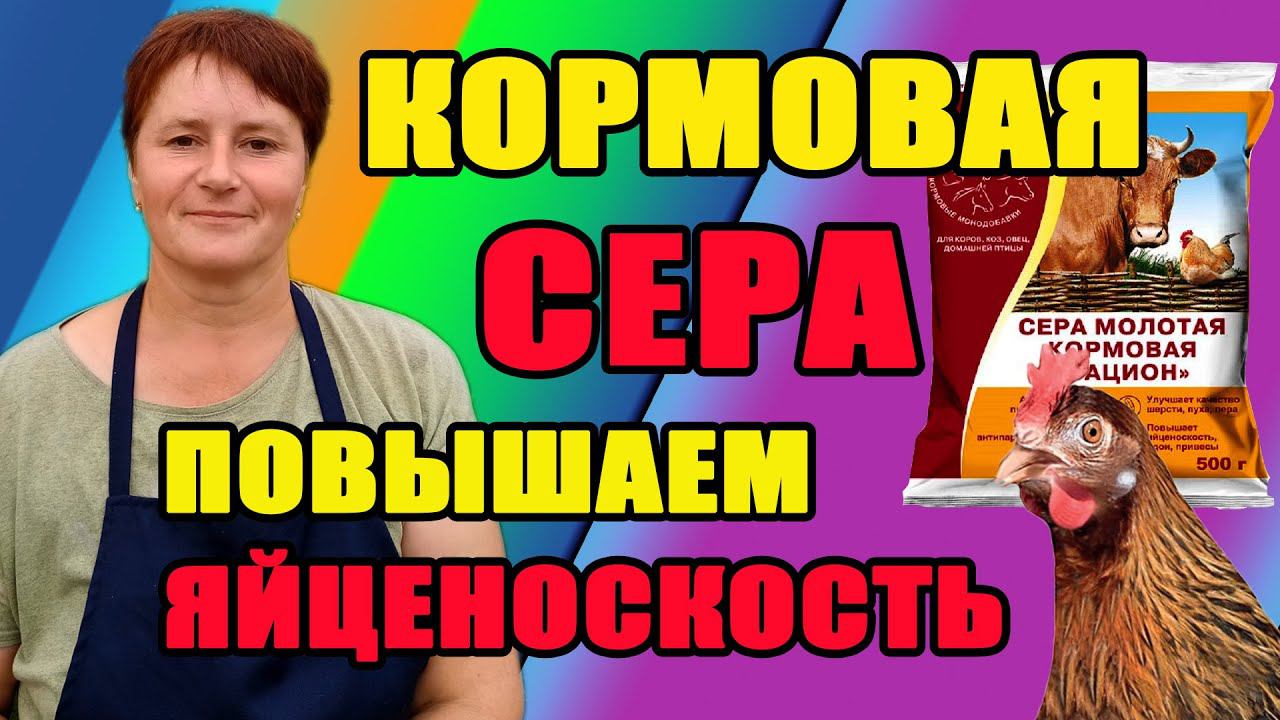 СЕРА КОРМОВАЯ - как повысить яйценоскость кур.
