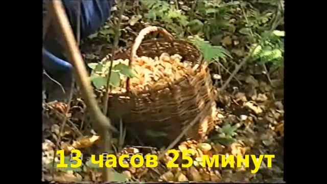 пос.Сатис.Вот такие грибы у нас !.wmv смотреть онлайн