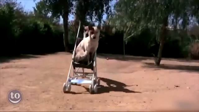 Дружба животных смотреть онлайн