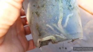 Каттлея довиана. Какие корни орхидеи спустя год после покупки. Cattleya dowiana.