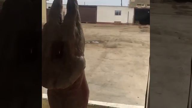 Мясо Баранина высшая категория, пастбищное содержание овец.