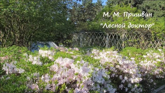 М. М. Пришвин "Лесной доктор" смотреть онлайн