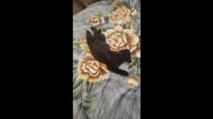 котик отдыхает.mp4