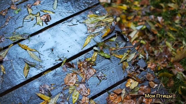 Осенние дожди 2023 Золотая листва Музыка Осени музыка Для души. смотреть онлайн