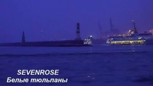 SEVENROSE. Белые тюльпаны