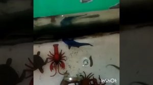 Улитки слизни. Кормим рыб в аквариуме