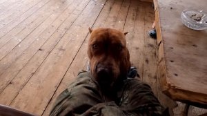 Питбуль Граф радуется новому вольеру. Волки не хотят дружить с новеньким питбулем.