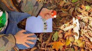 Занятия с Детьми Быстрый Осенний Гербарий!