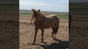 Казахстан лошади Мугалжар самых мясные лошади ? ???#horse #лошади #улак