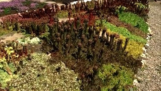 Молодило, как почвопокровник смотреть онлайн