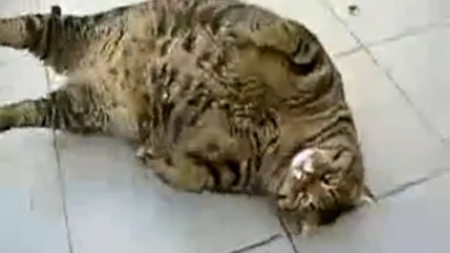 Кошак заплыл