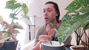 Сингониум Империал Вайт