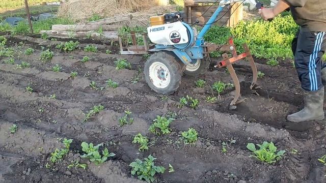Как обработать междурядку картофеля? | самодельный междурядный культиватор | Мотоблок Нева МБ-2 смотреть онлайн