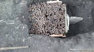 Проращивание в яме черенков винограда 17 апреля?.