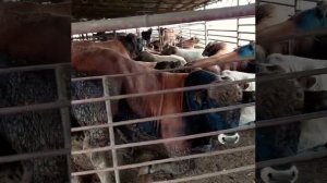 МЯСНАЯ ПОРОДА ОБРАК ТОЖЕ НА ПРОДАЖУ КОМУ ИНТЕРЕСНО ЗВОНИТЕ 89292324444
