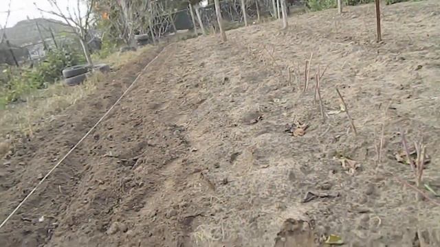 МАЛИНА МАРАВИЛЛА || Малина Маравилла || малина сорт || сорт маравилла #МАРАВИЛЛА смотреть онлайн