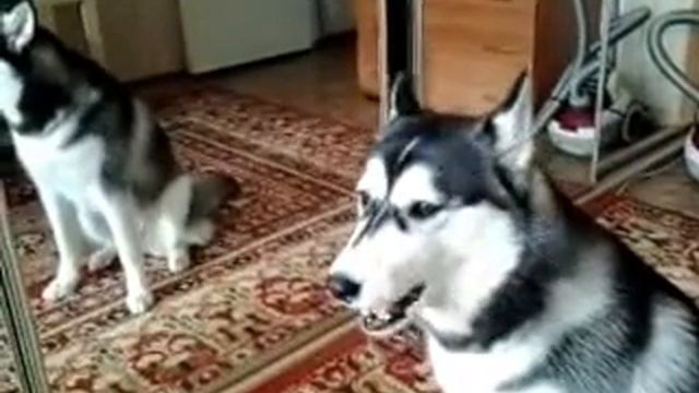 волчонок в доме смотреть онлайн