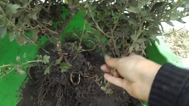 ВЫКАПЫВАЕМ ХРИЗАНТЕМУ МУЛЬТИФЛОРУ.ЗИМНЕЕ ХРАНЕНИЕ.