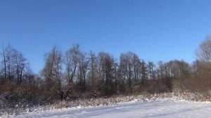 зимний лес, лес зимой