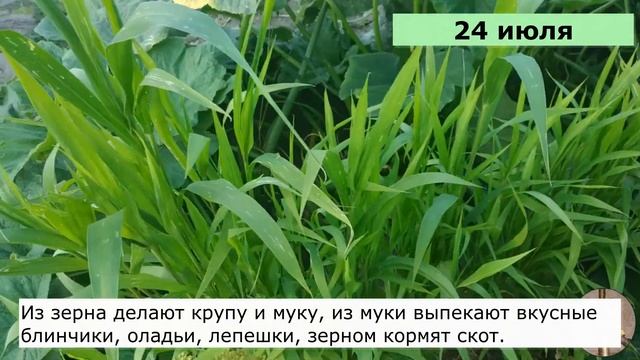 ЧУМИЗА как выращивать ? / Как я посадила чумизу? / Сбор урожая / Лакомство для попугая !