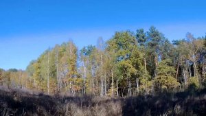 РОГАТЫЙ ЛОСЬ ВЫШЕЛ НА МОЙ НОМЕР. Загонная охота на лося, кабана и косулю