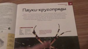 Насекомые и их знакомые #2 паук-крестовик
