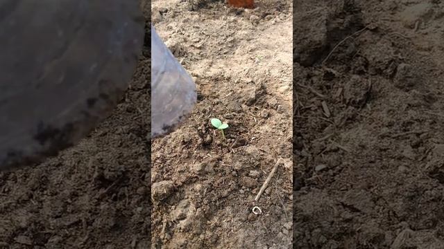 Огурцы бабушкин внучок.Огурцы пошли. Первый урожай. смотреть онлайн