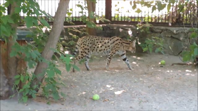 Сервалы. Пока малыши отдыхают на дереве, мама пошла прогуляться и отдохнуть от них 16.06.2023 смотреть онлайн