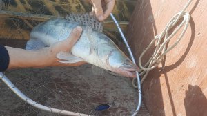 Судак Троллингом Возле Дома На Волге Астраханская Область