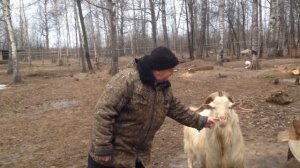 Обитатели парка «Добрый» в деревне Кислячиха.