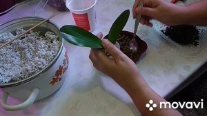 Пересадка голландских орхидей-подростков в размере 1,7 из торфстаканов