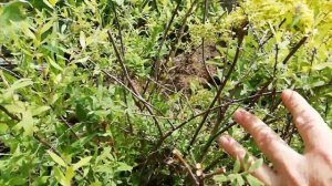 Как обрезать весеннецветущую спирею. 2 часть.