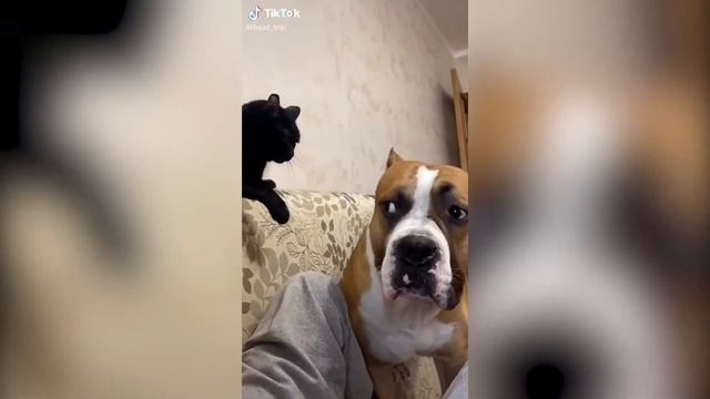 Жаргонные разговоры котов и других животных / приколы/пьяные животные/ животные/коты разговаривают смотреть онлайн