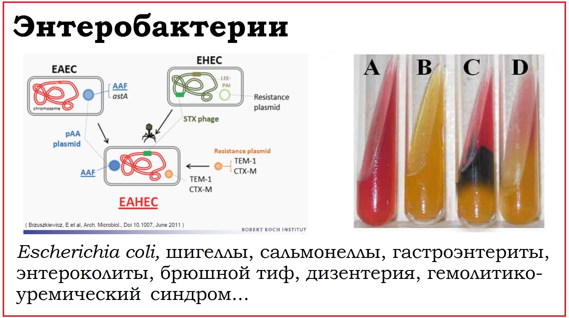 Escherichia coli в сперме у мужчин фото 43