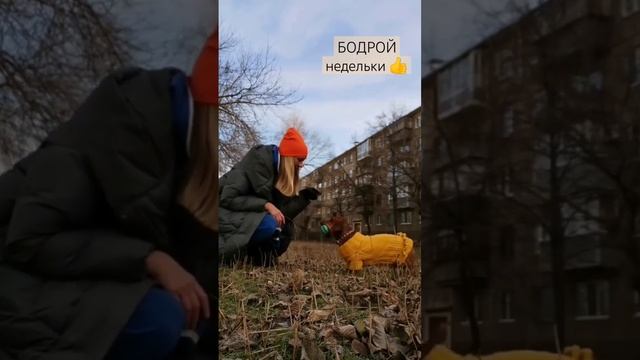 #ютамыслит #жизнь Люблю СОЗДАВАТЬ Себе #настроение #понедельник #новыйдень #собака #дети #развитие смотреть онлайн