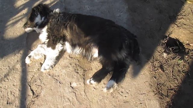 Собаку прёт!!! смотреть онлайн