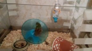 Хомяк на беговом диске "Спутник"