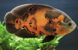 Нерест астронотусов