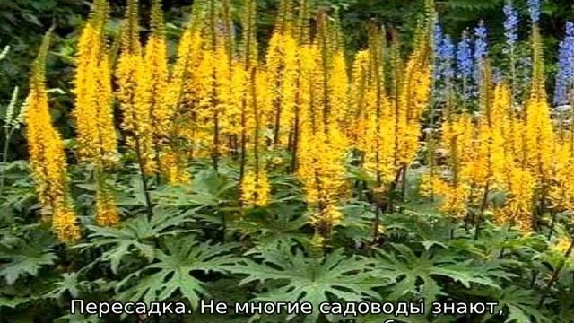 Цветок бузульник: описание, размножение и уход