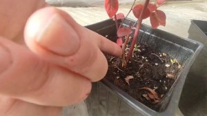 ?Саженцы голубики Инвитро и Черенкованные ‼️Различия ‼️