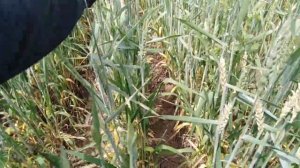 злаковая листовертка на пшенице.Последствие