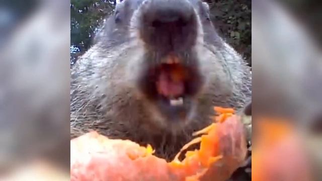 The Story of Chunk the Groundhog. Narrated by Gardener Jeff. смотреть онлайн
