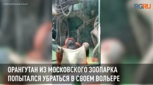 Орангутан из Московского зоопарка попытался убраться в своем вольере