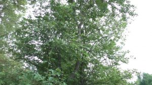 Рыбалка на реке Тошня