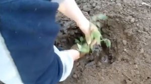 Посадка помидор в открытый грунт.\Planting tomatoes in the open ground.