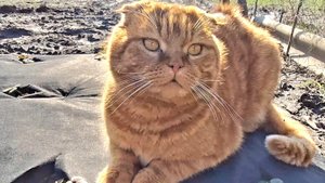 Февральские окна на Кубани