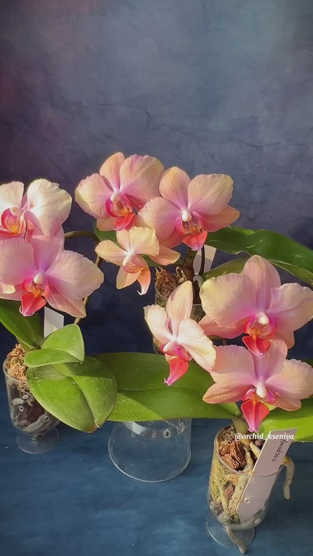 Phal. Amadoro x 3 ? Первые цветения трех деток Амадоро| Ароматная крупноцветковая орхидея фаленопсис