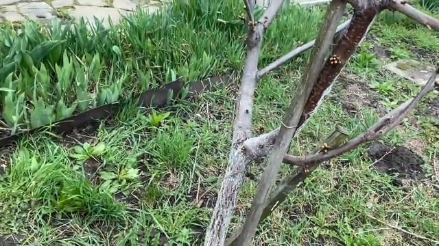 Обрезка молодой черешни смотреть онлайн