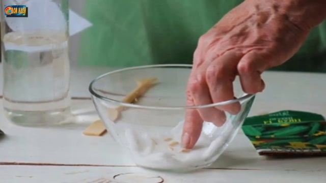 Замочите семена перед посадкой в медовом растворе и получите крепкую, здоровую рассаду смотреть онлайн