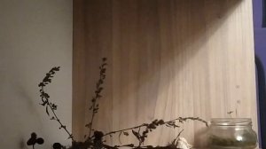 быстрое обустраивонье оголка в стиле гоблинкор// гоблинкор // гоблин кор